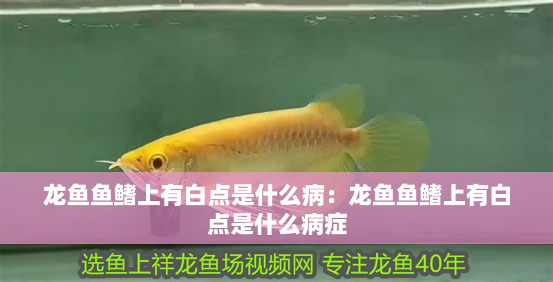 龍魚魚鰭上有白點是什么病：龍魚魚鰭上有白點是什么病癥