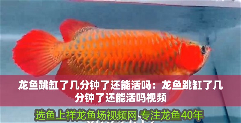 龍魚跳缸了幾分鐘了還能活嗎：龍魚跳缸了幾分鐘了還能活嗎視頻