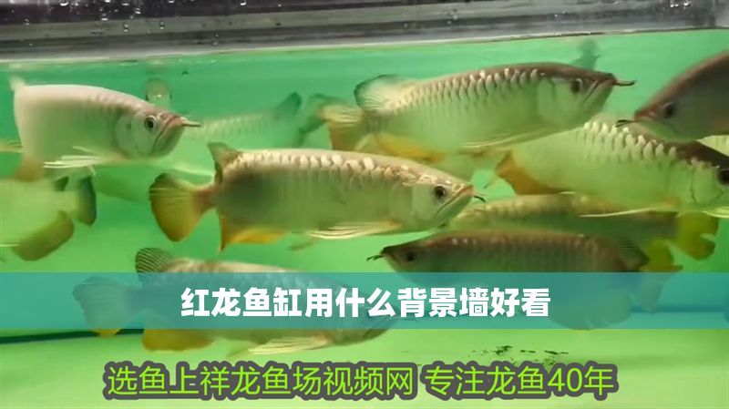 紅龍魚缸用什么背景墻好看