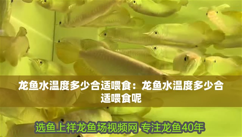 龍魚水溫度多少合適喂食：龍魚水溫度多少合適喂食呢