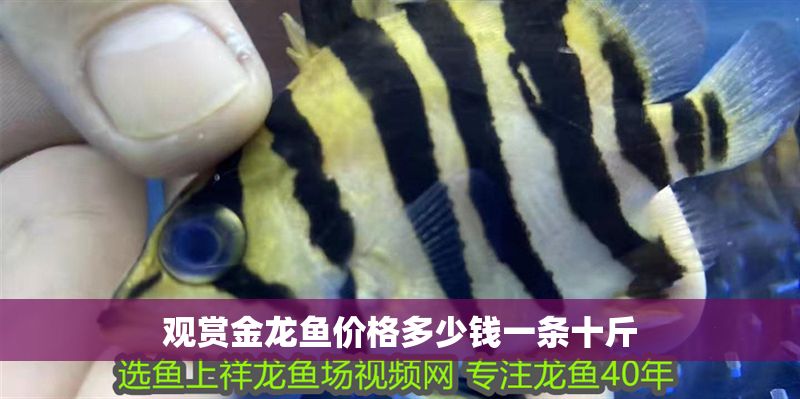 觀賞金龍魚價格多少錢一條十斤