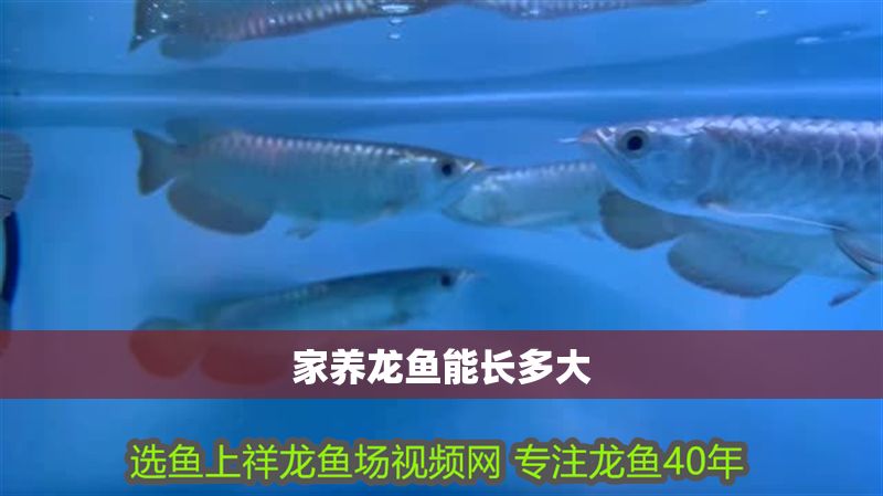 家養龍魚能長多大