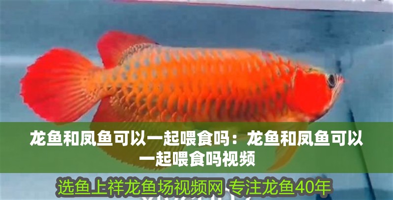 龍魚和鳳魚可以一起喂食嗎：龍魚和鳳魚可以一起喂食嗎視頻