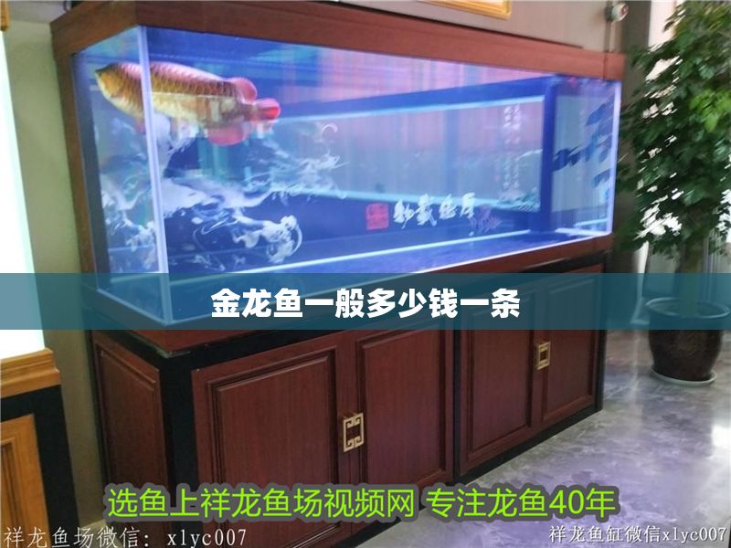 金龍魚一般多少錢一條