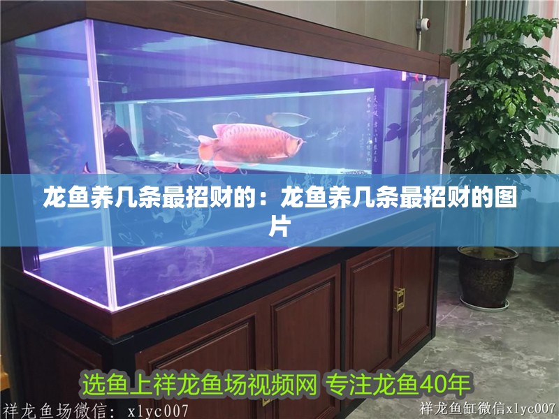 龍魚(yú)養(yǎng)幾條最招財(cái)?shù)模糊堲~(yú)養(yǎng)幾條最招財(cái)?shù)膱D片