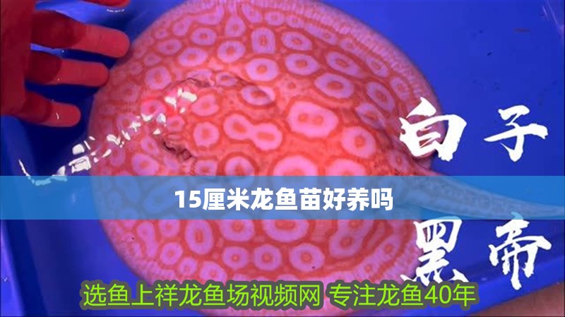 15厘米龍魚苗好養(yǎng)嗎