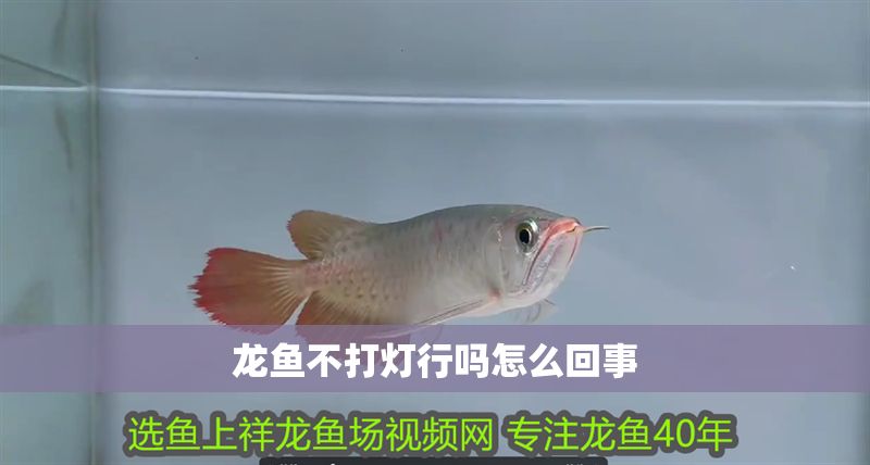 龍魚不打燈行嗎怎么回事
