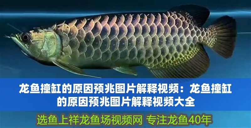 龍魚撞缸的原因預兆圖片解釋視頻：龍魚撞缸的原因預兆圖片解釋視頻大全