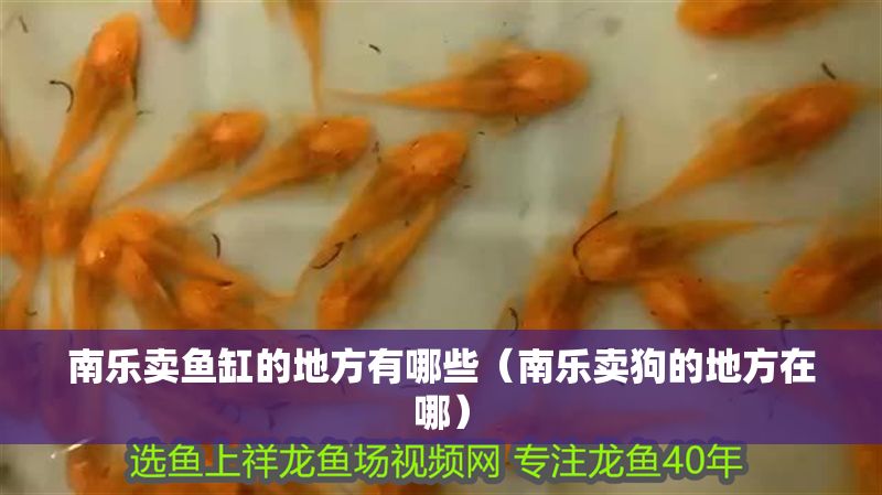 南樂賣魚缸的地方有哪些（南樂賣狗的地方在哪）