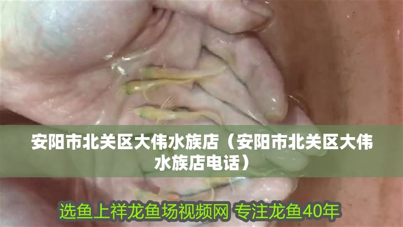 安陽市北關區大偉水族店（安陽市北關區大偉水族店電話）