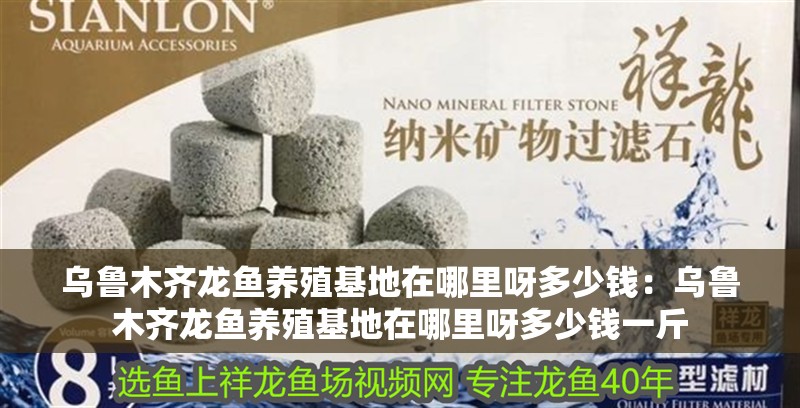 烏魯木齊龍魚養殖基地在哪里呀多少錢：烏魯木齊龍魚養殖基地在哪里呀多少錢一斤