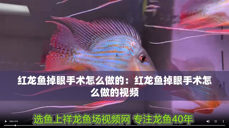 紅龍魚掉眼手術怎么做的：紅龍魚掉眼手術怎么做的視頻