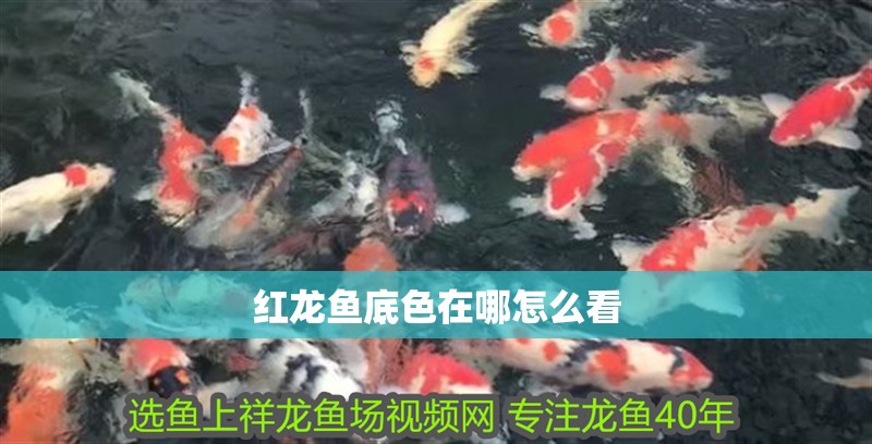 紅龍魚底色在哪怎么看