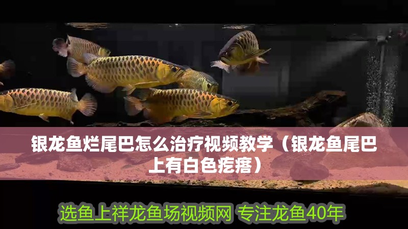 銀龍魚爛尾巴怎么治療視頻教學（銀龍魚尾巴上有白色疙瘩）