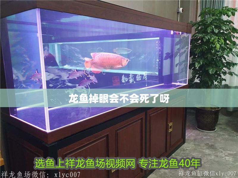 龍魚掉眼會不會死了呀