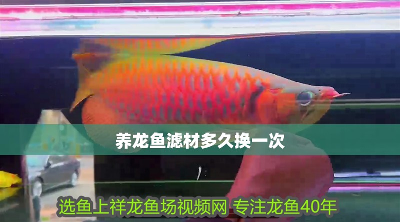 養(yǎng)龍魚濾材多久換一次