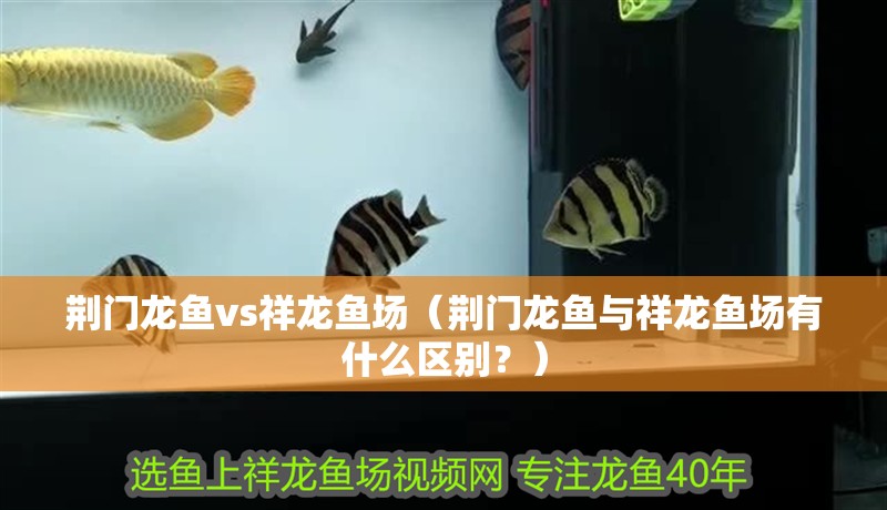 荊門龍魚vs祥龍魚場（荊門龍魚與祥龍魚場有什么區別？）