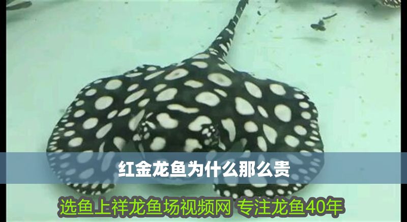 紅金龍魚為什么那么貴