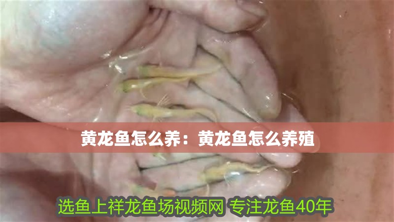黃龍魚怎么養：黃龍魚怎么養殖