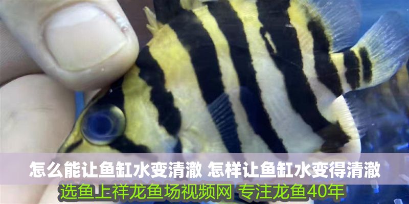 怎么能讓魚缸水變清澈 怎樣讓魚缸水變得清澈