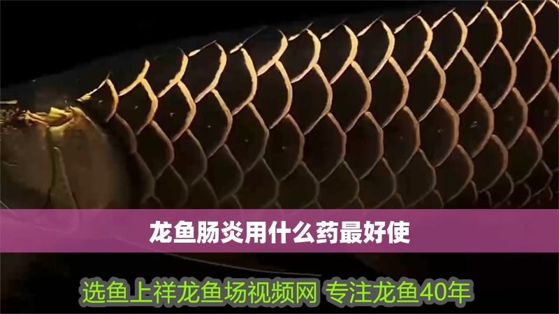 龍魚腸炎用什么藥最好使