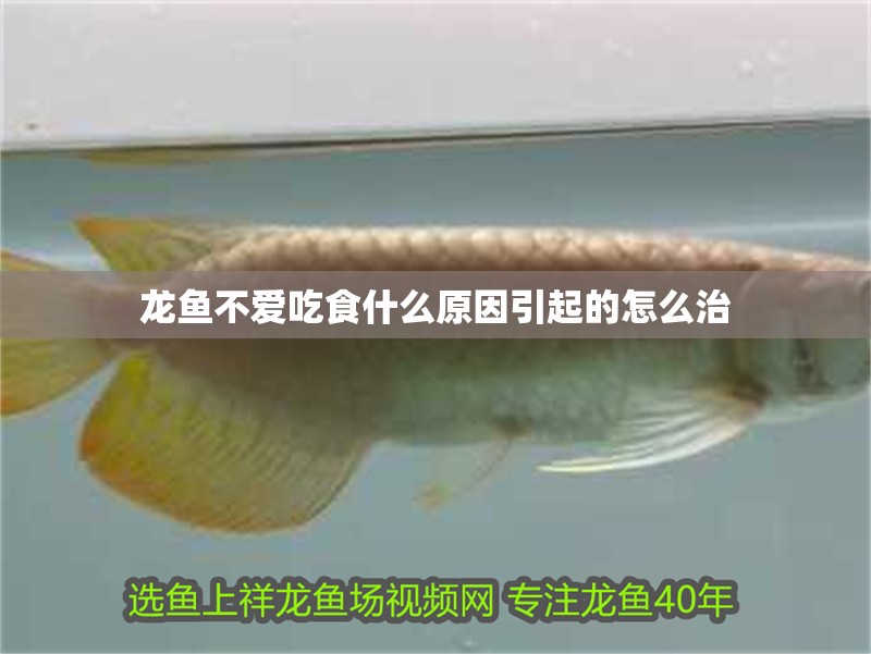 龍魚不愛吃食什么原因引起的怎么治