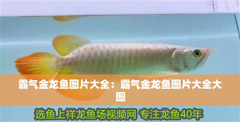 霸氣金龍魚圖片大全：霸氣金龍魚圖片大全大圖
