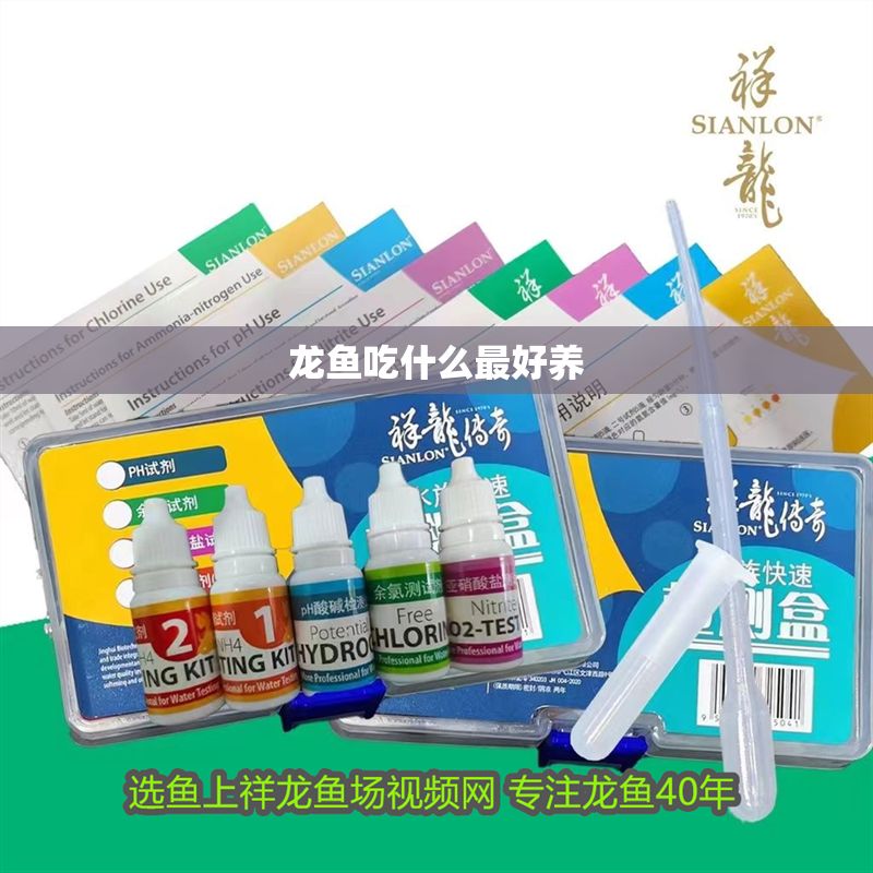龍魚吃什么最好養