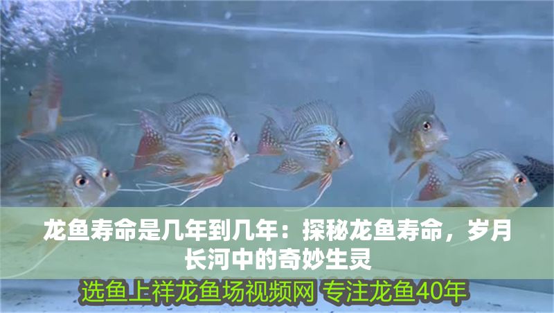 龍魚壽命是幾年到幾年：探秘龍魚壽命，歲月長河中的奇妙生靈