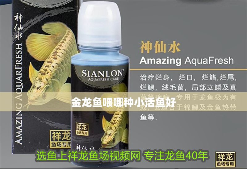 金龍魚喂哪種小活魚好
