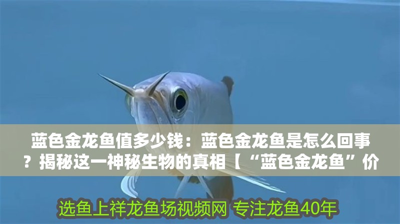 藍色金龍魚值多少錢：藍色金龍魚是怎么回事？揭秘這一神秘生物的真相【“藍色金龍魚”價值數萬元的“藍色金龍魚”背后的商業現象】