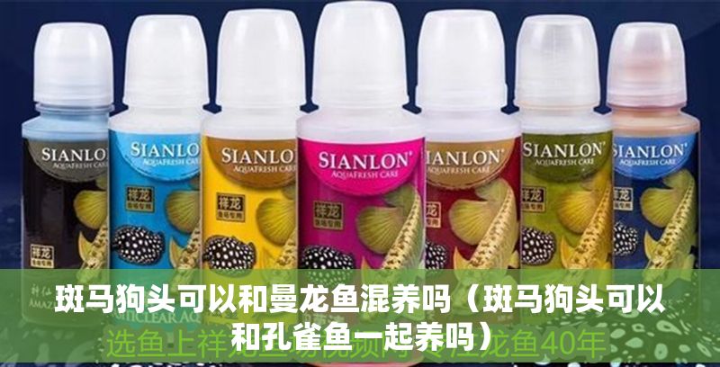 斑馬狗頭可以和曼龍魚混養(yǎng)嗎（斑馬狗頭可以和孔雀魚一起養(yǎng)嗎）