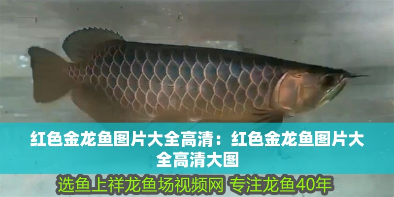 紅色金龍魚圖片大全高清：紅色金龍魚圖片大全高清大圖