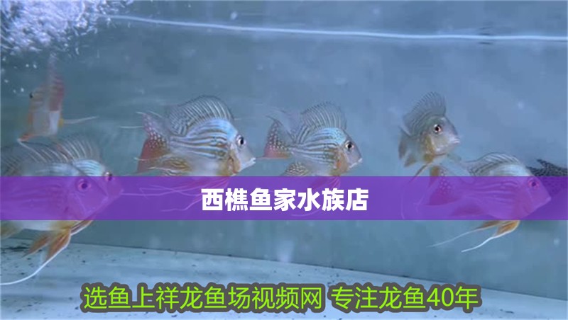 西樵魚家水族店