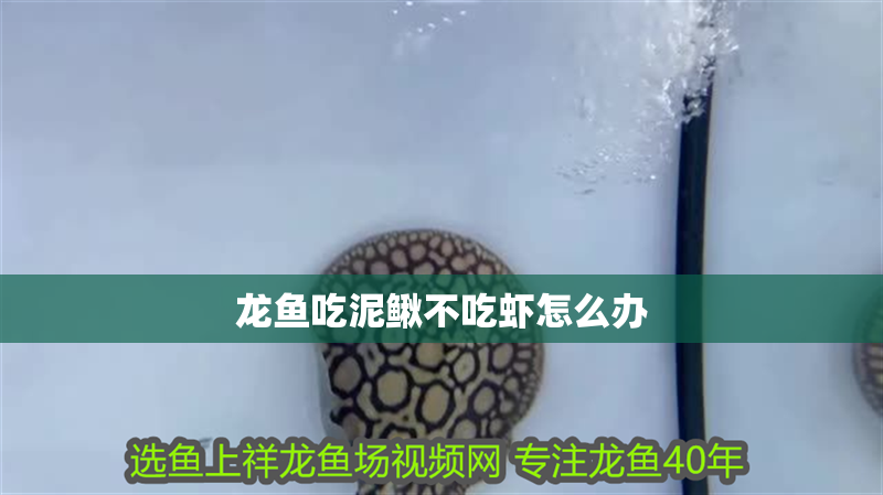 龍魚吃泥鰍不吃蝦怎么辦