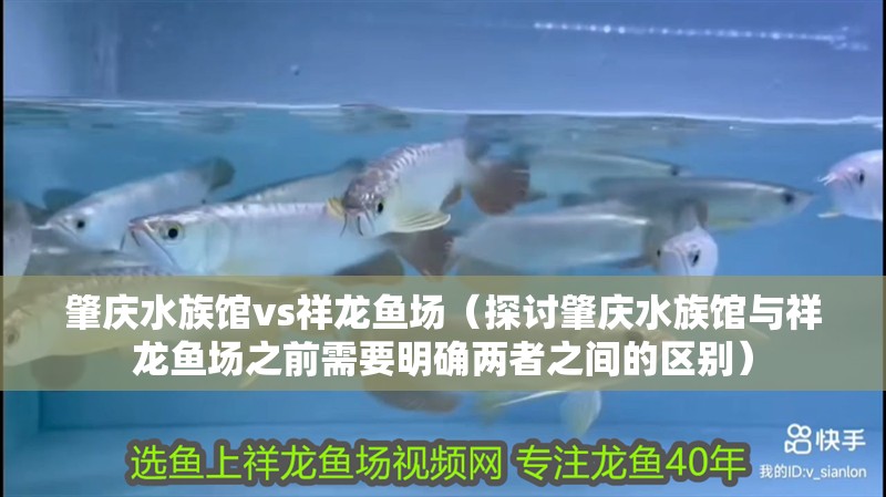 肇慶水族館vs祥龍魚場（探討肇慶水族館與祥龍魚場之前需要明確兩者之間的區別）