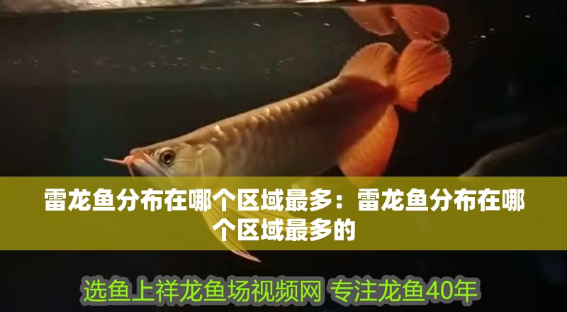 雷龍魚分布在哪個區域最多：雷龍魚分布在哪個區域最多的