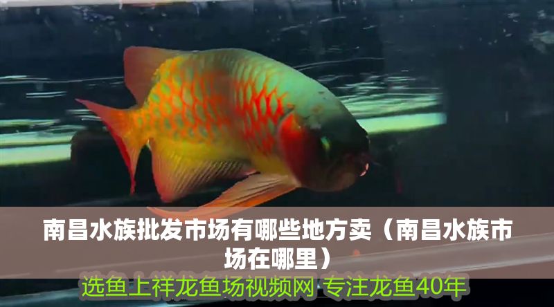 南昌水族批發市場有哪些地方賣（南昌水族市場在哪里）
