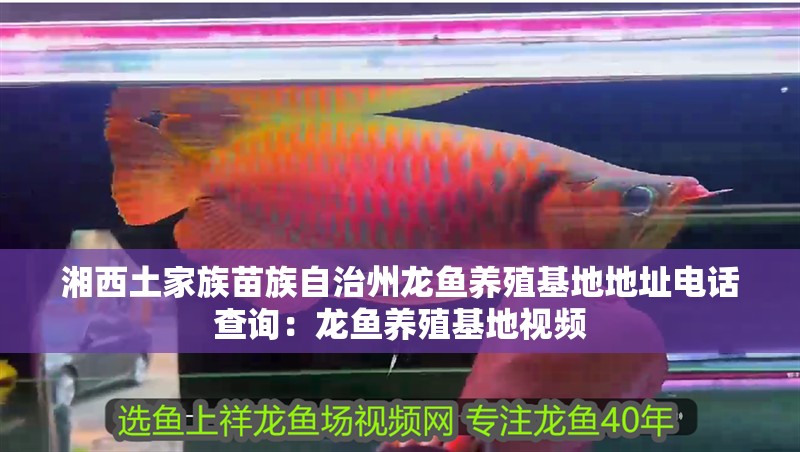 湘西土家族苗族自治州龍魚養(yǎng)殖基地地址電話查詢：龍魚養(yǎng)殖基地視頻