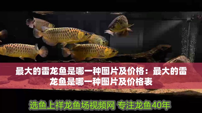 最大的雷龍魚是哪一種圖片及價格：最大的雷龍魚是哪一種圖片及價格表