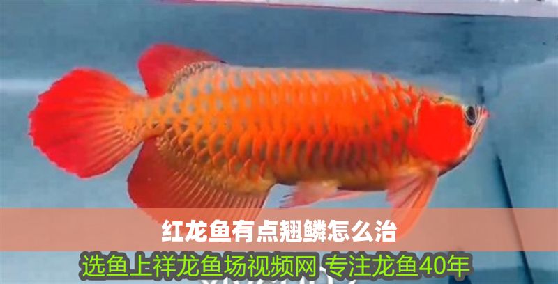 紅龍魚有點翹鱗怎么治