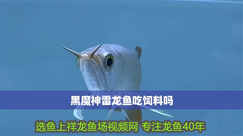 黑魔神雷龍魚吃飼料嗎
