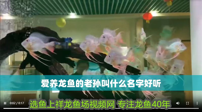 愛養(yǎng)龍魚的老孫叫什么名字好聽