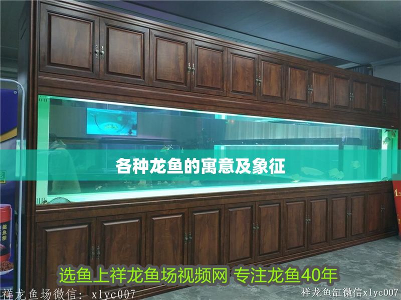 各種龍魚(yú)的寓意及象征