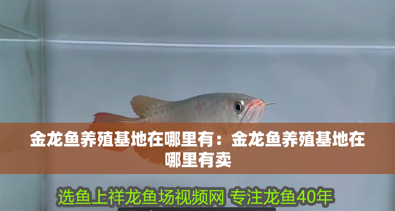 金龍魚養殖基地在哪里有：金龍魚養殖基地在哪里有賣