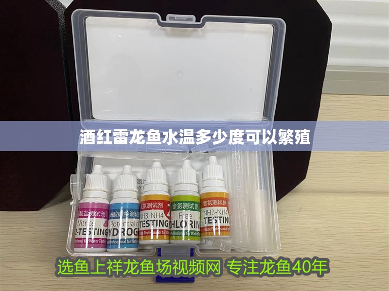 酒紅雷龍魚水溫多少度可以繁殖