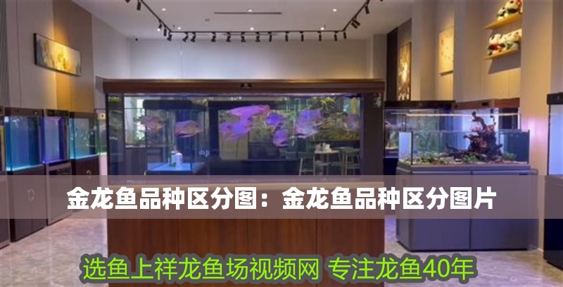 金龍魚品種區分圖：金龍魚品種區分圖片