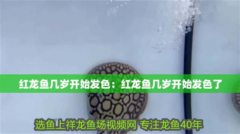 紅龍魚幾歲開始發色：紅龍魚幾歲開始發色了