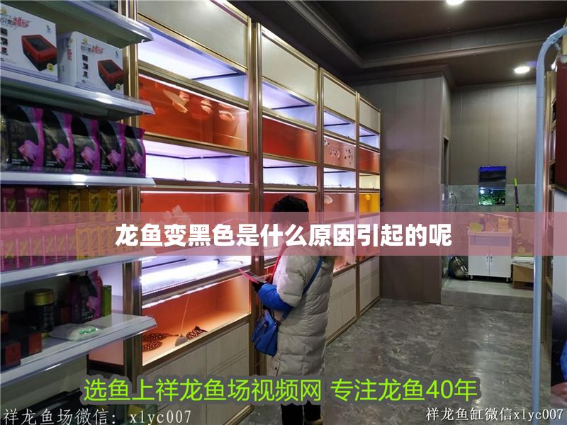 龍魚變黑色是什么原因引起的呢