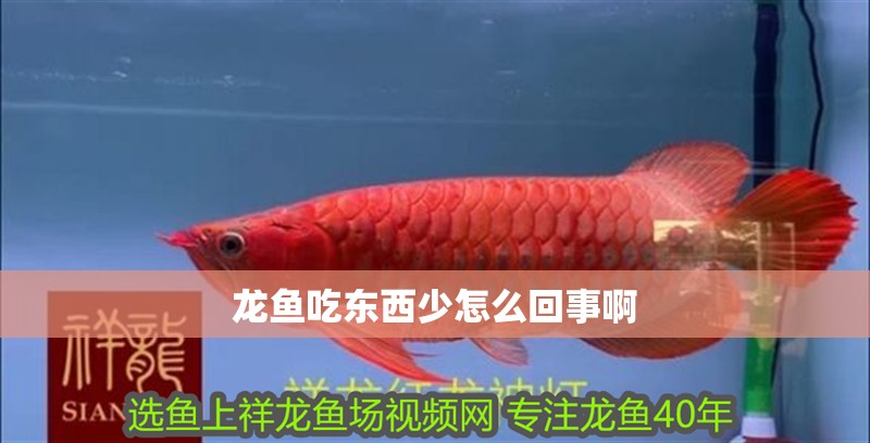 龍魚吃東西少怎么回事啊
